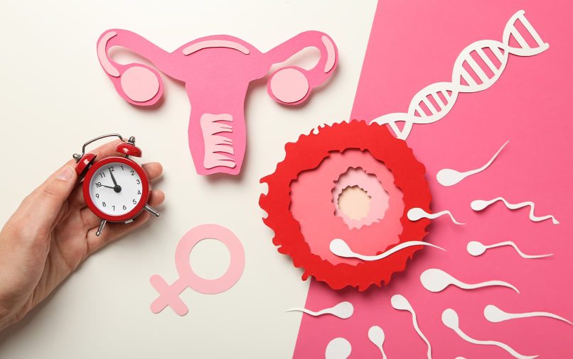 cycle menstruel